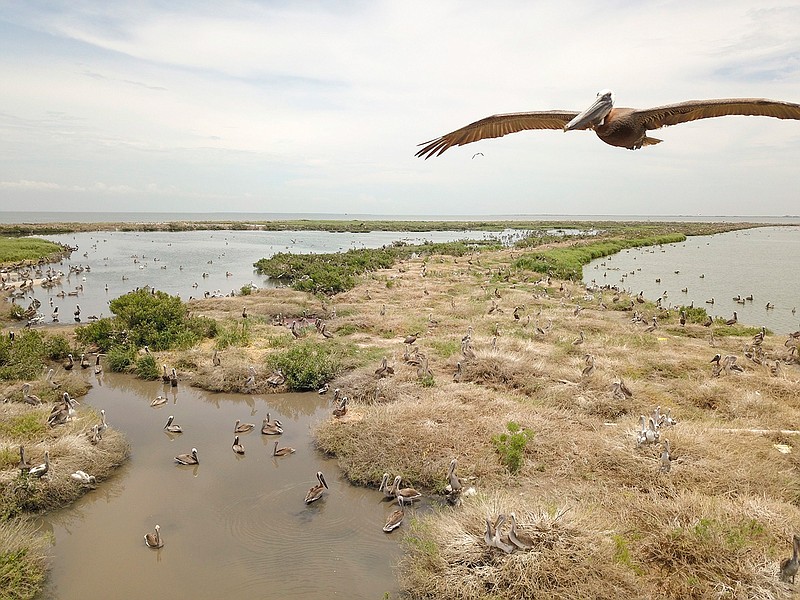 This July 16, 2018, photo provided by the Louisiana Department of Wildlife and Fisheries shows a brown pelican flying over the Queen Bess Island in Louisiana. Nearly $17 million in Deepwater Horizon oil spill money would rebuild the barrier island bird rookery off Louisiana to more than seven times its current size under a recently released plan. (Gabe Giffin/Louisiana Department of Wildlife and Fisheries)