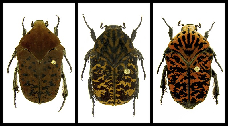 This combination of undated photos provided by Brett Ratcliffe in December 2018 shows, from left, Gymnetis drogoni, Gymnetis rhaegali and Gymnetis viserioni beetles from South America. Ratcliffe named three of his eight newest beetle discoveries after the dragons from the HBO series "Game of Thrones" and George R.R. Martin book series "A Song of Ice and Fire." (Brett Ratcliffe via AP)