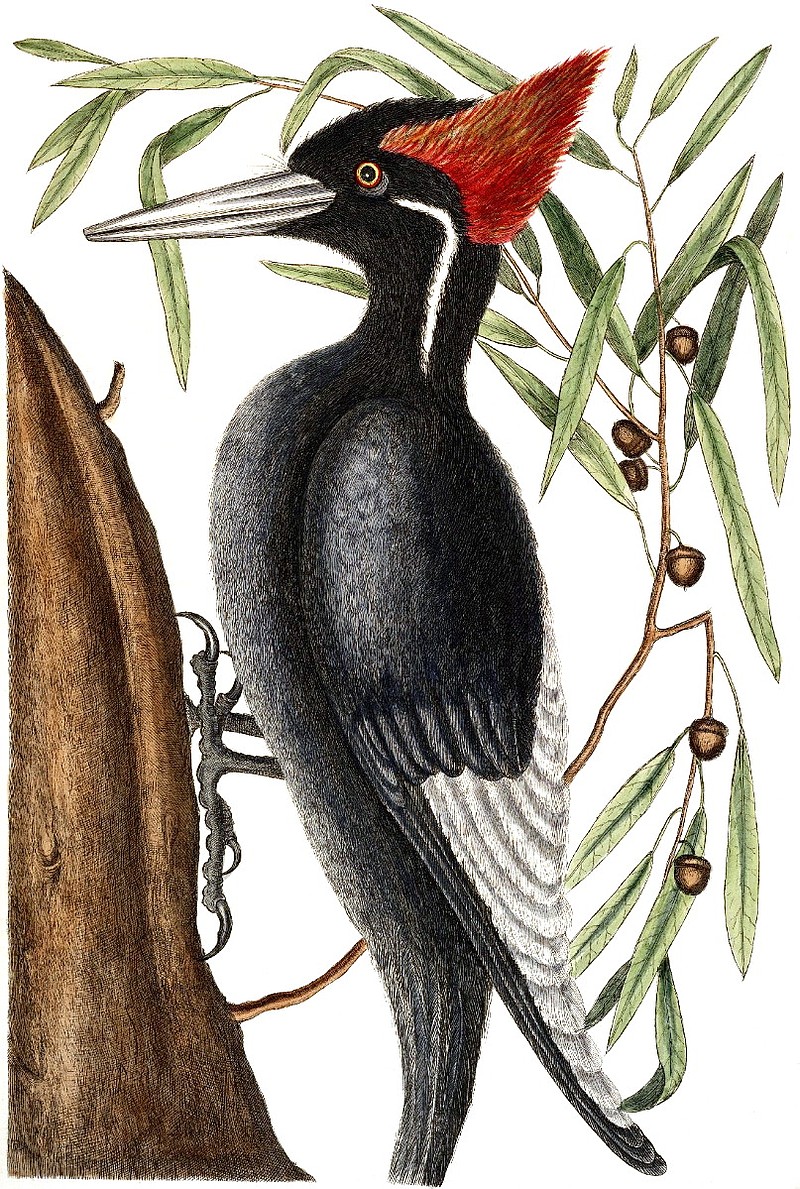 Museum hosts talk on Arkansas woodpeckers Texarkana Gazette