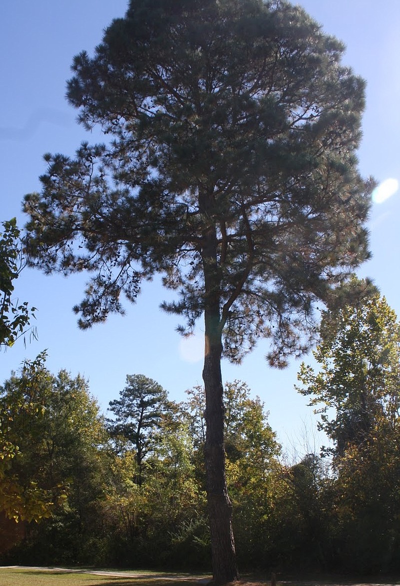 This undated photo shows the Moon Tree, a loblolly pine, at Historic Washington State Park in Washington, Ark. The tree is one of hundreds grown from seeds that orbited the moon aboard the Apollo 14 mission in 1971. (Submitted photo)
