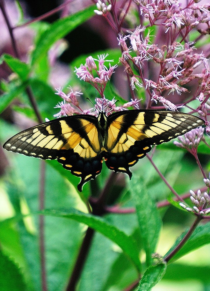 Flowers like the Native Joe Pye weed are beautiful and treasured by butterflies like this Eastern Tiger Swallowtail. (Norman Winter/TNS) 