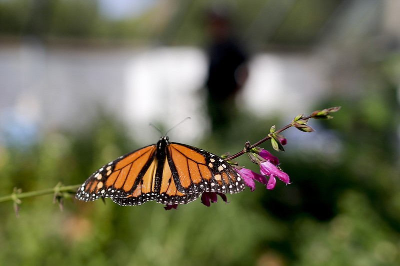 FILE- In this Aug. 19, 2015 photo, Tom Merriman stands behind a monarch in his butterfly atrium at his nursery in Vista, Calif.  Researchers with an environmental group are labeling as "disturbingly low" the number of western monarch butterflies that migrate along the California coast. A recent count by the Xerces Society recorded fewer than 30,000 butterflies, which it says is an 86 percent decline since 2017. (AP Photo/Gregory Bull, File)