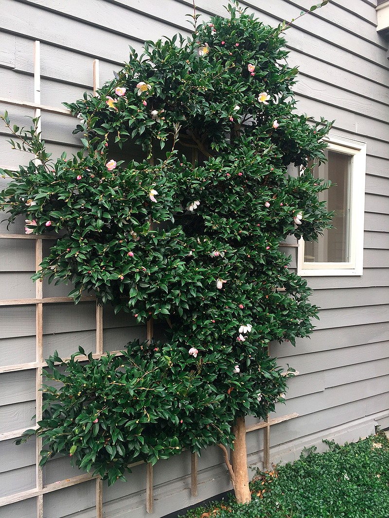 This photograph of a Camellia tree, taken Oct. 10, 2018, growing alongside a house near Langley, Wash., demonstrates using espalier pruning to utilize growing space near walls and fences while adding ornamental interest. Fruit trees are most widely used but almost any woody plant can be espaliered althoughsome — with sturdy yet supple branches — are more genetically suited than others. (Dean Fosdick via AP)