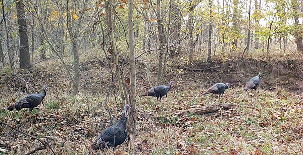 Riparian area habitat work helps turkey populations.