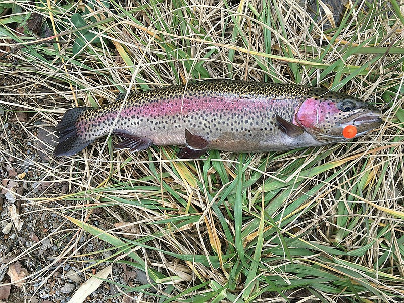 Staff at national hatchery in Arkansas still care for fish Texarkana