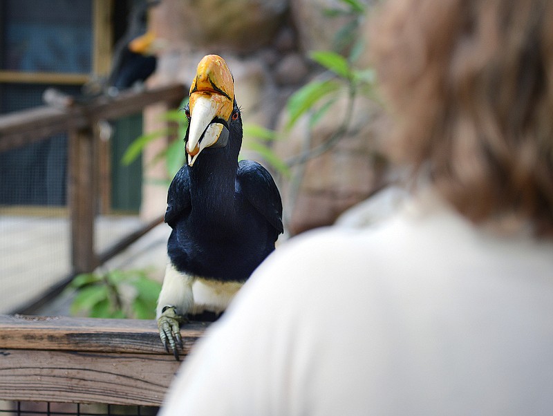 Seen from over the shoulder of associate curator of birds Natalie Lindholm, a male rhinoceros hornbills holds a grape in its beak Wednesday, Jan. 9, 2019, at Gladys Porter Zoo in Brownsville, Texas.  Officials say it's been 45 years since the zoo had any rainforest-dwelling rhinoceros hornbills, known for the hollow horn-like feature above their beaks.  (Ryan Henry/The Brownsville Herald via AP)