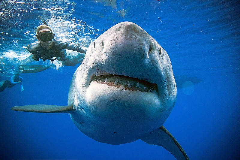 In this Jan. 15, 2019 photo provided by Juan Oliphant, Ocean Ramsey, a shark researcher and advocate, swims with a large great white shark off the shore of Oahu.  Ramsey told The Associated Press on Thursday, Jan. 17 that images of her swimming next to a huge great white shark prove that these top predators should be protected, not feared. (Juan Oliphant via AP)