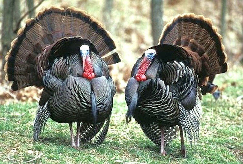 Missouri turkey hunters can apply online for spring turkey managed hunts through the MDC website. (Photo courtesy Missouri Department of Conservation)