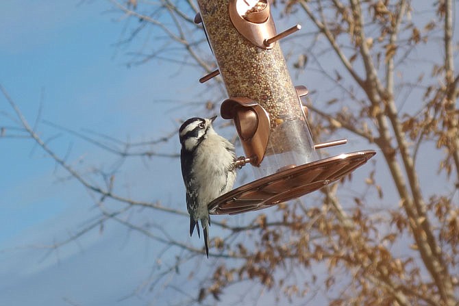 This downy woodpecker enjoys a free snack in the cold snap. Putting out wild bird seed in frigid temps helps them cope, as well as creating an entertaining show.