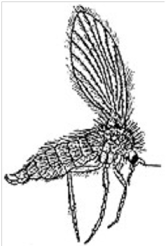 <p>(Drawing from University of Missouri Extension publication, “Household Flies”/Submitted by James Quinn) The moth flies are also known as drain, filter or sewage flies. They are pretty much harmless and more often noticed in the winter, as there are few to no flying insects then.</p>