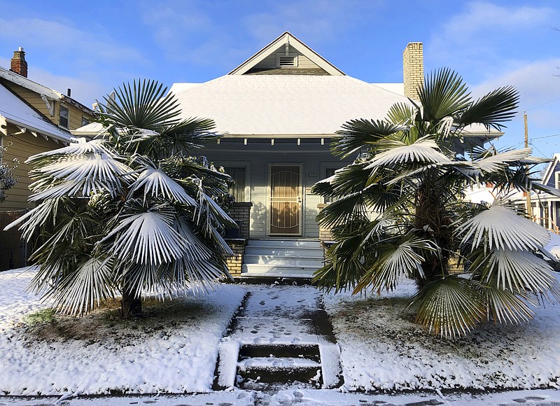 Fan palms are covered with a layer of snow in the front yard of a home in Portland, Ore., after a winter storm overnight brought light snow and icy conditions to the Portland metropolitan region. Many schools were closed and authorities reported crashes from slick roads. (AP Photo/Richard Vogel)