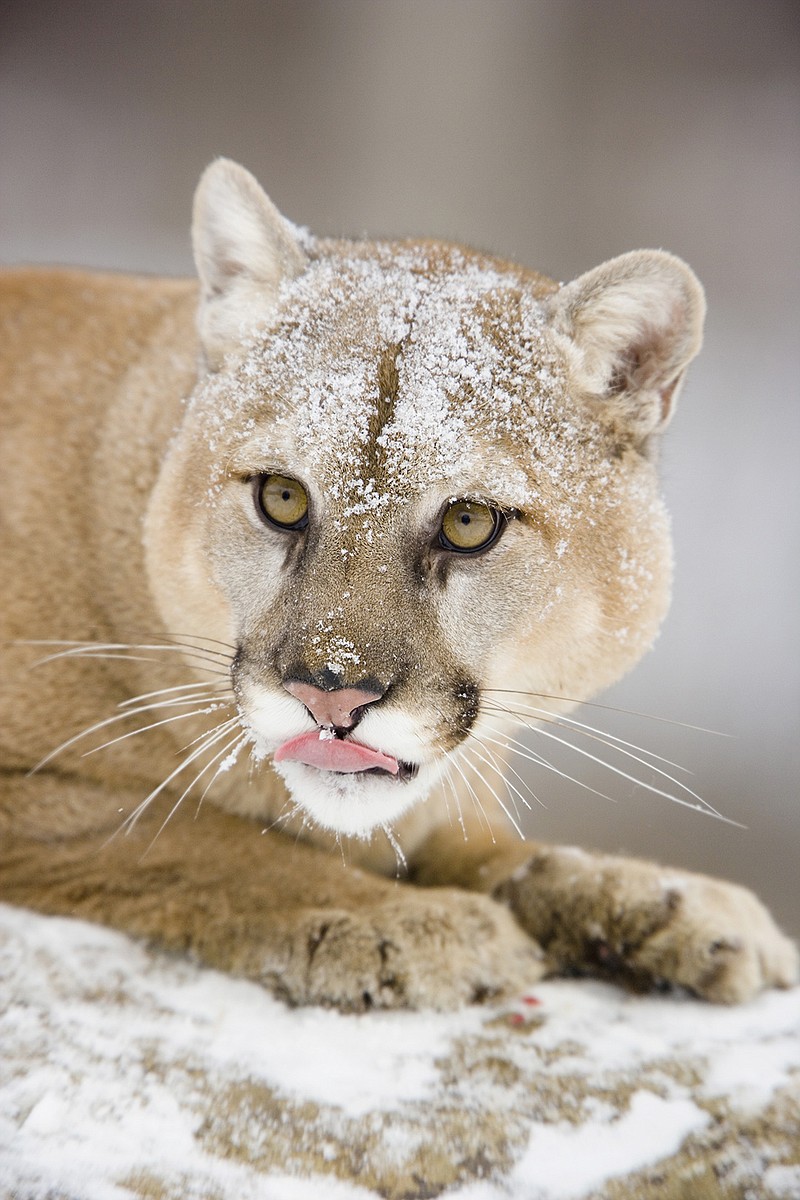 Runner survives attack by choking mountain lion Texarkana Gazette