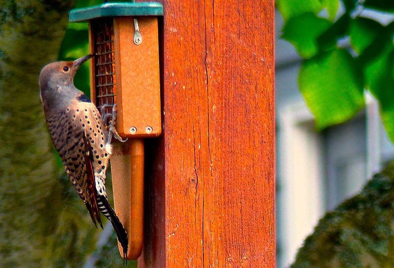 This Oct. 4, 2014 photo taken near Langley, Wash., shows a Northern Flicker feeding at an oversized suet feeder built especially for woodpeckers. Some birds are more aggressive eaters than others so it's wise to feed at different locations using different kinds of seeds and feeders. (Dean Fosdick via AP)