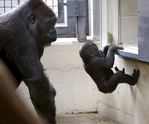 In this Wednesday, Jan. 30, 2019 photo, Hope, a western lowland gorilla, watches her daughter, 7-month-old Saambili, climb in a heated behind-the-scenes gorilla building at the Dallas Zoo in Dallas. (Rose Baca/The Dallas Morning News via AP)