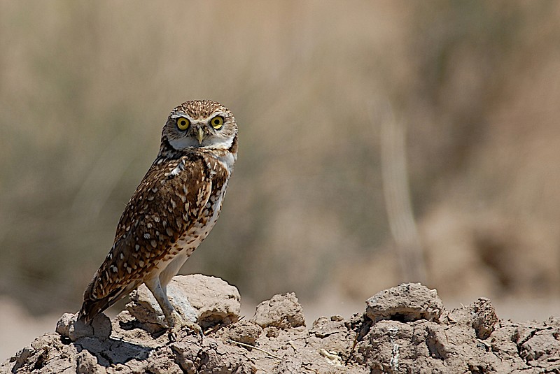 This Thursday, May 24, 2007 photo released by the U. S. Geological Survey shows a burrowing owl in the Salton Sea, Calif. Researchers have discovered a group of rare owls thriving in a nature preserve near Los Angeles International Airport, LAX. The Los Angeles Times says Sunday, Feb. 17, 2019 that the 10 burrowing owls are the most seen at LAX Dunes Preserve in 40 years. Scientists attribute the return of the migratory owls to ongoing restoration work in the area. (Douglas Barnum, U. S. Geological Survey via AP))