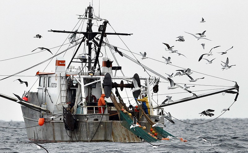 FILE-In this Jan. 6, 2012 file photo, gulls follow a shrimp fishing boat as crewmen haul in their catch in the Gulf of Maine. The state's historic shrimp industry is closed due to warming oceans, and people who formerly worked in it are grappling with the question of whether consumers will remember the seafood if it ever comes back. (AP Photo/Robert F. Bukaty, File)