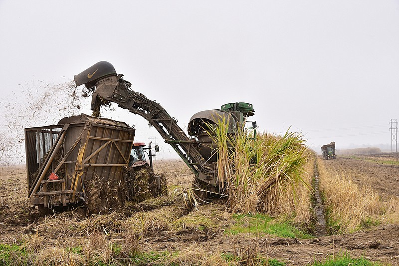 A harvester blows out chaff Jan. 18 as it loads sugar cane into a cane cart on the last day of harvest at property owned by the LASUCA mill in St. Martinville, La. Louisiana's sugar acreage is likely to rise again for at least the second year in a row. 