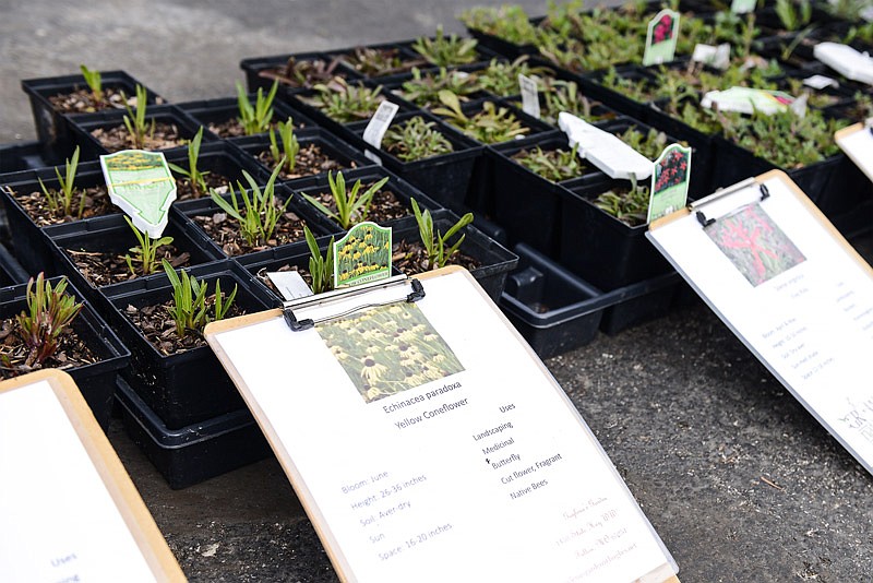 In this March 26, 2016 file photo, rows of native flowering plants are displayed for sale during an event at Runge Nature Center in Jefferson City.