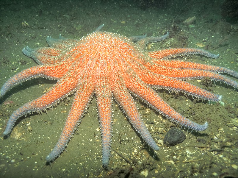 Sunflower starfish — the large, multi-armed starfish sometimes seen underwater at the near shore — are imperiled by disease and ocean warming along the West Coast. (Derek Holzapfel/Dreamstime/TNS)