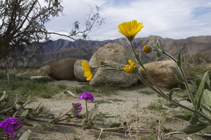 Sand Verbena (purple) and Desert Sunflower (yellow) off of the north end of Di Giorgio road in Borrego Springs. It is shaping up to be a banner year with a bumper crop of wildflowers in the local deserts. Nowhere knows the impact that can have like Borrego Springs, which was gridlocked two years ago as tens of thousands of visitors clogged highways and exhausted supplies for the unprepared retirement community. That is changing this year with advance planning hoping to alleviate a recurrence of that. (John Gibbins/San Diego Union-Tribune/TNS) 