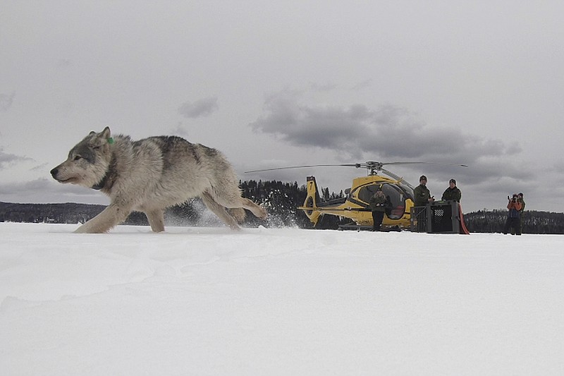 This Feb. 28, 2019 photo provided by the Ontario Ministry of Natural Resources and Forestry, the U.S. National Park Service and the National Parks of Lake Superior Foundation shows a white wolf released onto Isle Royale National Park in Michigan. Authorities have relocated four Canadian wolves to Isle Royale National Park in Michigan in an ongoing effort to restore the predator species on the Lake Superior island chain. (Daniel Conjanu/The National Parks of Lake Superior Foundation via AP)