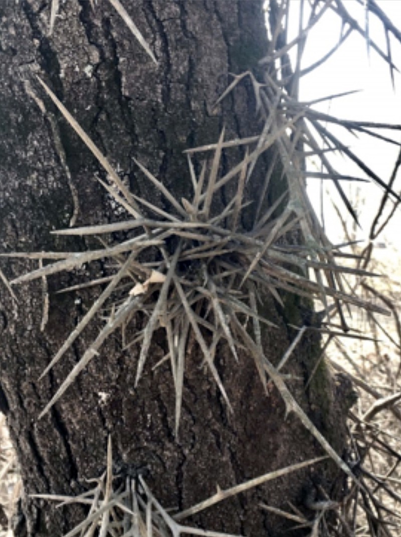 black locust tree thorns