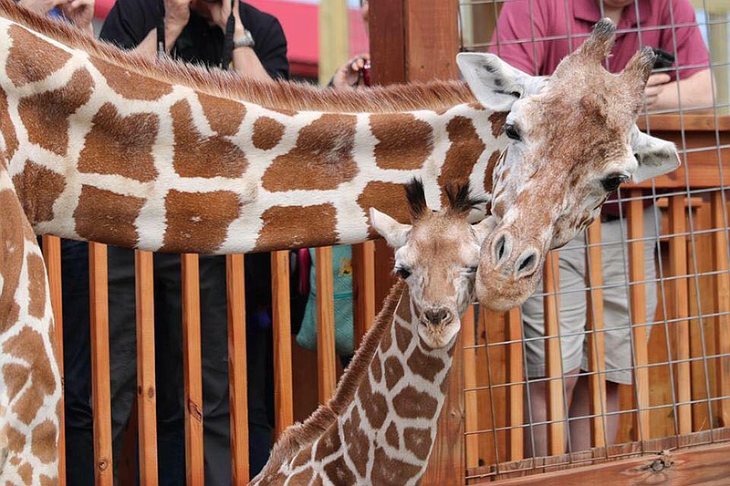 FILE - In this undated photo provided by Animal Adventure Park, April the giraffe and her offspring Tajiri are shown in their enclosure in Harpursville, N.Y. April is pregnant again and the staff at Animal Adventure Park are waiting for her to deliver at any time. (Animal Adventure Park via AP, File)