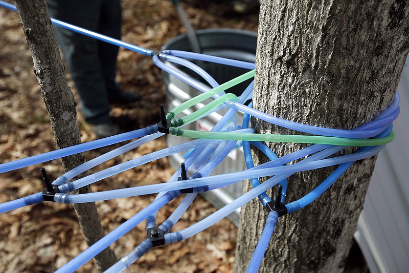 In this March 9, 2016, file photo, undamaged gravity feed tubes deliver sap to a holding tank in Gorham, Maine. An abundant squirrel population is chomping on tubes and damaging them at some maple operations in the Northeast as the 2019 season gets off to a late start. (AP Photo/Robert F. Bukaty, File)