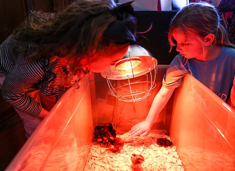 Students pet baby chickens that were hatched from an incubator as a Trice Elementary class project displayed Thursday at the Project-Based Learning Expo at the Regional Arts Center in Texarkana, Texas. First-grade students from Trice learned how to artificially hatch chickens without a parent by researching what they needed, such as the correct temperature, how long it would take and turning the eggs as a mother hen would do.