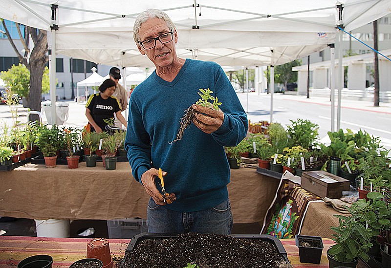 Certified organic gardener Tom Yost cuts the roots of a plant for replanting in the spring on March 29, 2017 in Riverside, California.(Gina Ferazzi / Los Angeles Times/TNS)