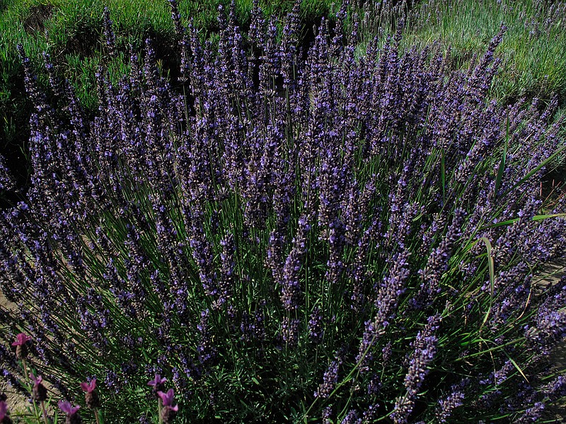 This Aug. 28, 2012 photo shows a large clump of lavender in a garden near Langley, Wash. Lavender is a pollinator friendly aromatic herb, favored by a variety of bees and butterflies. Lavender is the Swiss Army Knife of fragrant herbs and can be used for display in flower gardens, as an edible in kitchens and for whatever ails you in the medicine cabinet. (Dean Fosdick via AP)