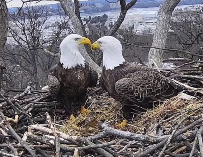 This March 4 image from video shows bald eagles Liberty and Justice on their nest in Washington. 
Earth Conservation Corps via AP
