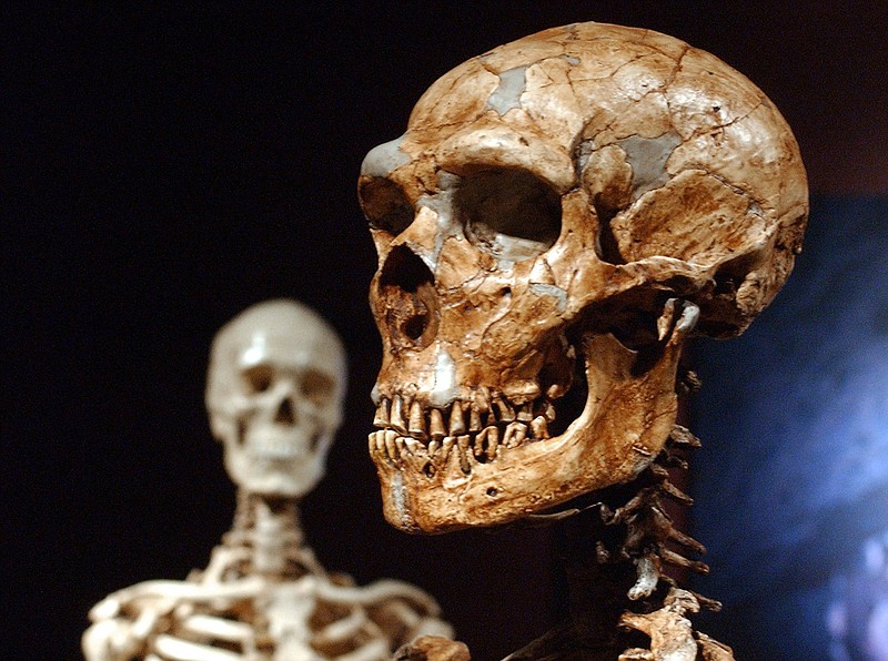 This Jan. 8, 2003 file photo shows a reconstructed Neanderthal skeleton, right, and a modern human version of a skeleton, left, on display at the Museum of Natural History in New York. Languages evolve as societies develop and change, but the sounds we utter are also shaped, literally, by the placement of our jaw  and that is influenced by how we chew our food, researchers say in a report released Thursday, March 14, 2019, in the journal Science. (AP Photo/Frank Franklin II, File)