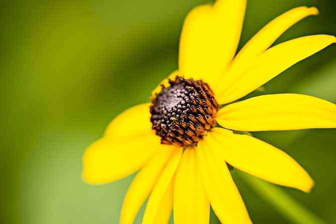 The annual Bradford Research Center Native Plant Sale will be 10 a.m.-2 p.m. April 13. The event will include informative booths and demonstrations, indoor presentations, and Missouri native plant and shrub vendors. The plant sale is free and open to the public, and 15 percent of all proceeds will be used to benefit the Missouri Prairie Foundation.