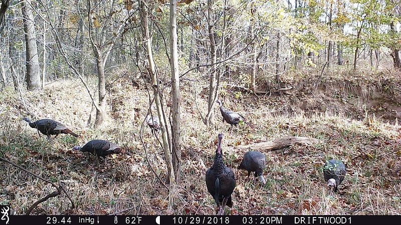 Trail camera photos, like this one, can let you know if you have turkeys in the area.