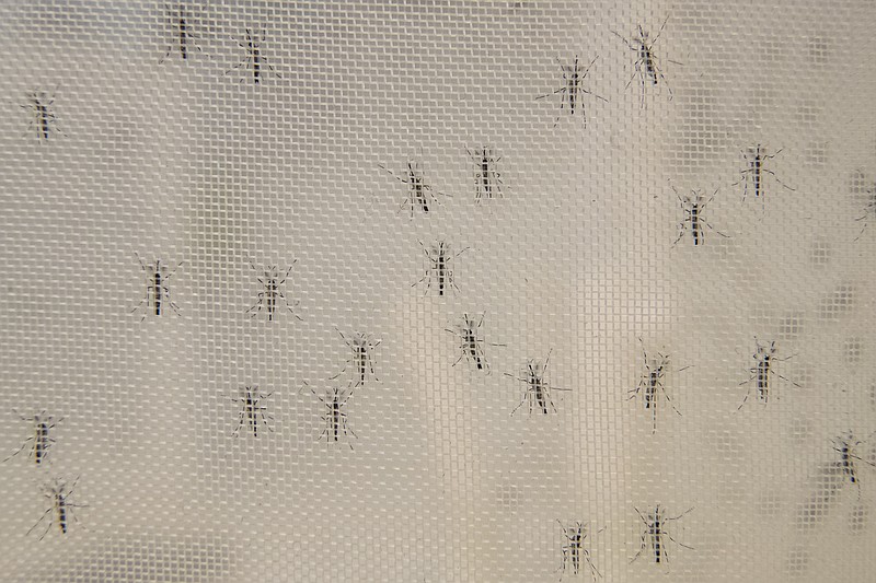 This Tuesday, Feb. 12, 2019 photo shows male mosquitos at the the Vosshall Laboratory at Rockefeller University in New York. In 2018, researchers at the lab published a much-improved description of the DNA code for a particularly dangerous species of mosquito: Aedes aegypti, notorious for spreading Zika, dengue and yellow fever. (AP Photo/Mary Altaffer)
