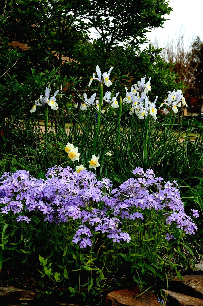 Woodland phlox or Louisiana phlox makes quite a show with Wedgewood Blue Dutch iris and daffodils.  (Norman Winter/TNS) 