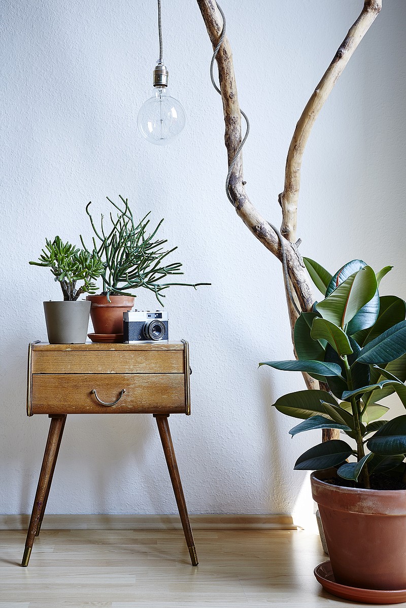 If you have limited space, try grouping small plants together on a windowsill, desk, bookshelf or small table or console. (Bernd Schwabedisssen/Dreamstime/TNS)