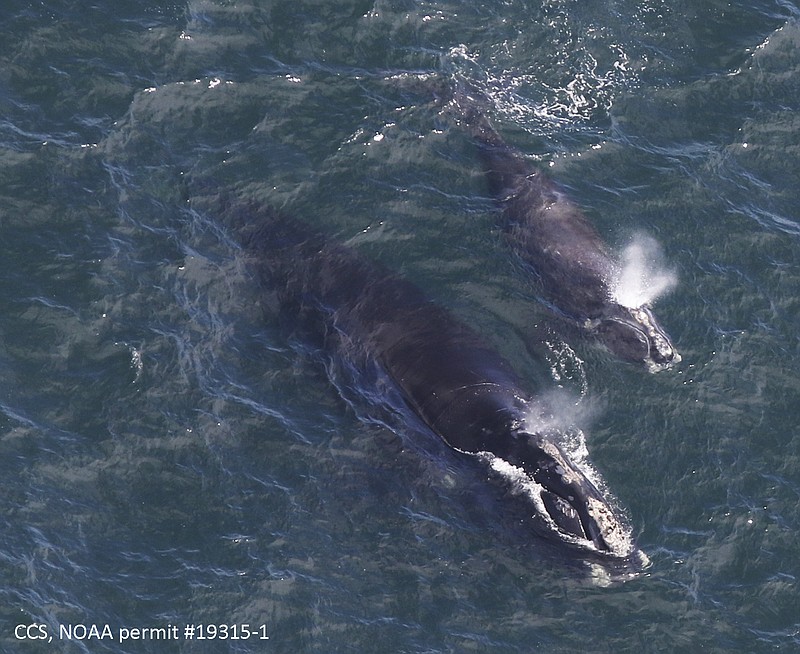 In this Thursday, April 11, 2019, photo provided by the Center for Coastal Studies, a baby right whale swims with its mother in Cape Cod Bay off Massachusetts. Researchers say they have located three right whale calves in the bay recently after finding none in 2018. The whales are among the rarest in the world. (Amy James/Center for Coastal Studies/NOAA permit 19315-1 via AP)