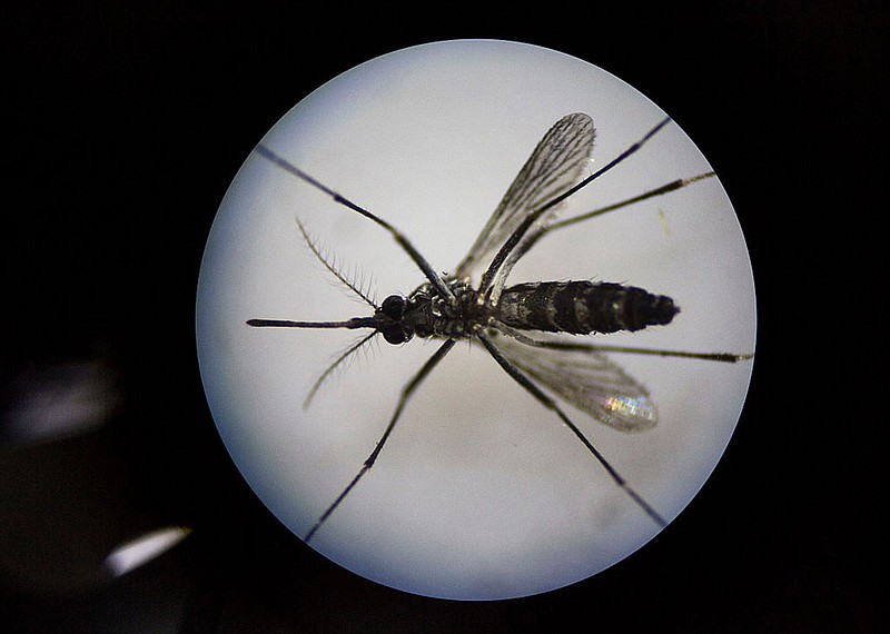 An adult female mosquito is seen under a microscope at the Sun Yat-Sen University-Michigan University Joint Center of Vector Control for Tropical Disease on June 21, 2016 in Guangzhou, China. (Kevin Frayer/Getty Images/TNS)