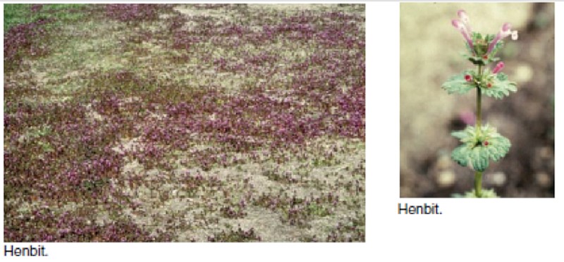 <p>Submitted</p><p>The two early season small “weeds” with purple flowers are henbit and purple deadnettle. Both are winter annuals, so they will die out with warm weather. They are easily distinguished by the flower position, henbit is held above the foliage and deadnettle’s flowers poke out from under the leaves.</p>