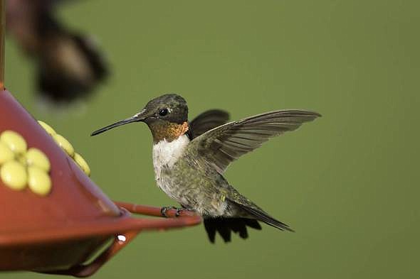 <p>Submitted</p><p>A hummingbird hovers next to a feeder.</p>