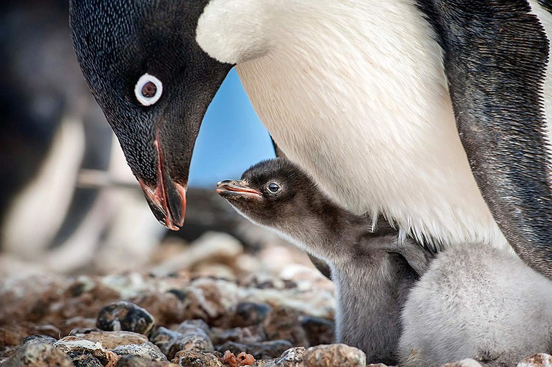 Parenting is a big part of  "Penguins." (Jeff Wilson/Disney/TNS)