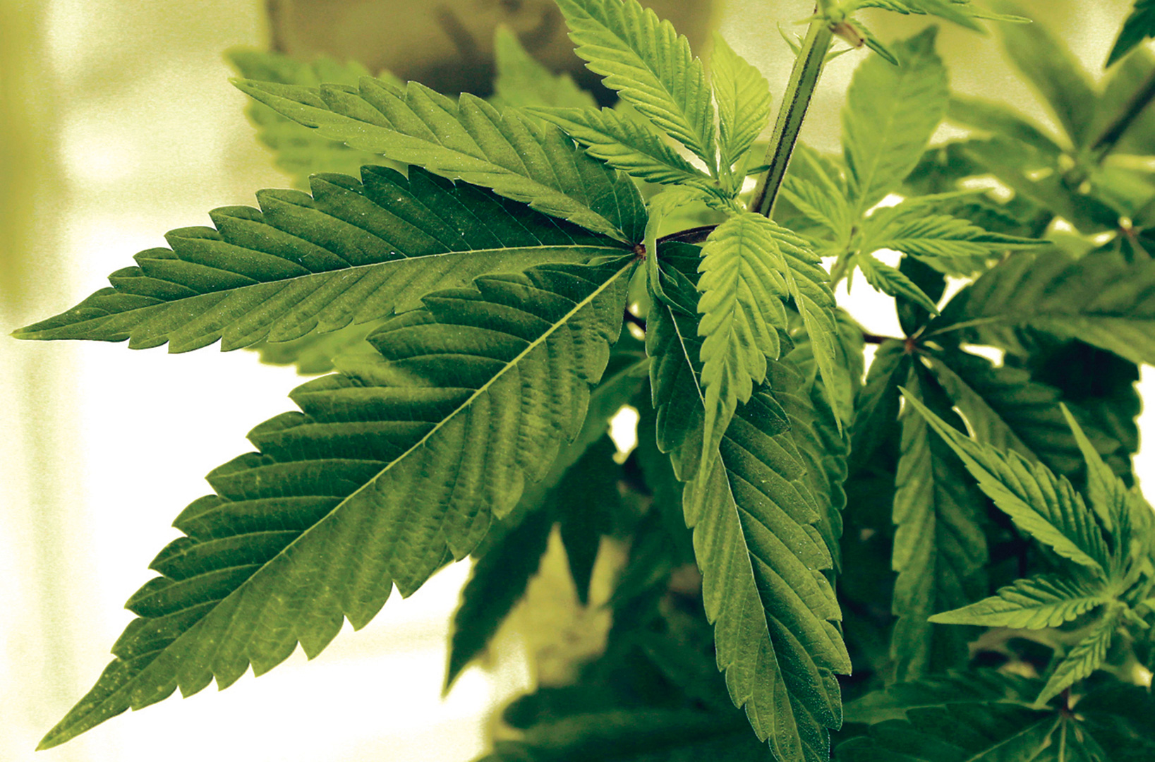 Ex-lawmaker heads newest pot campaign - Vimarsana News