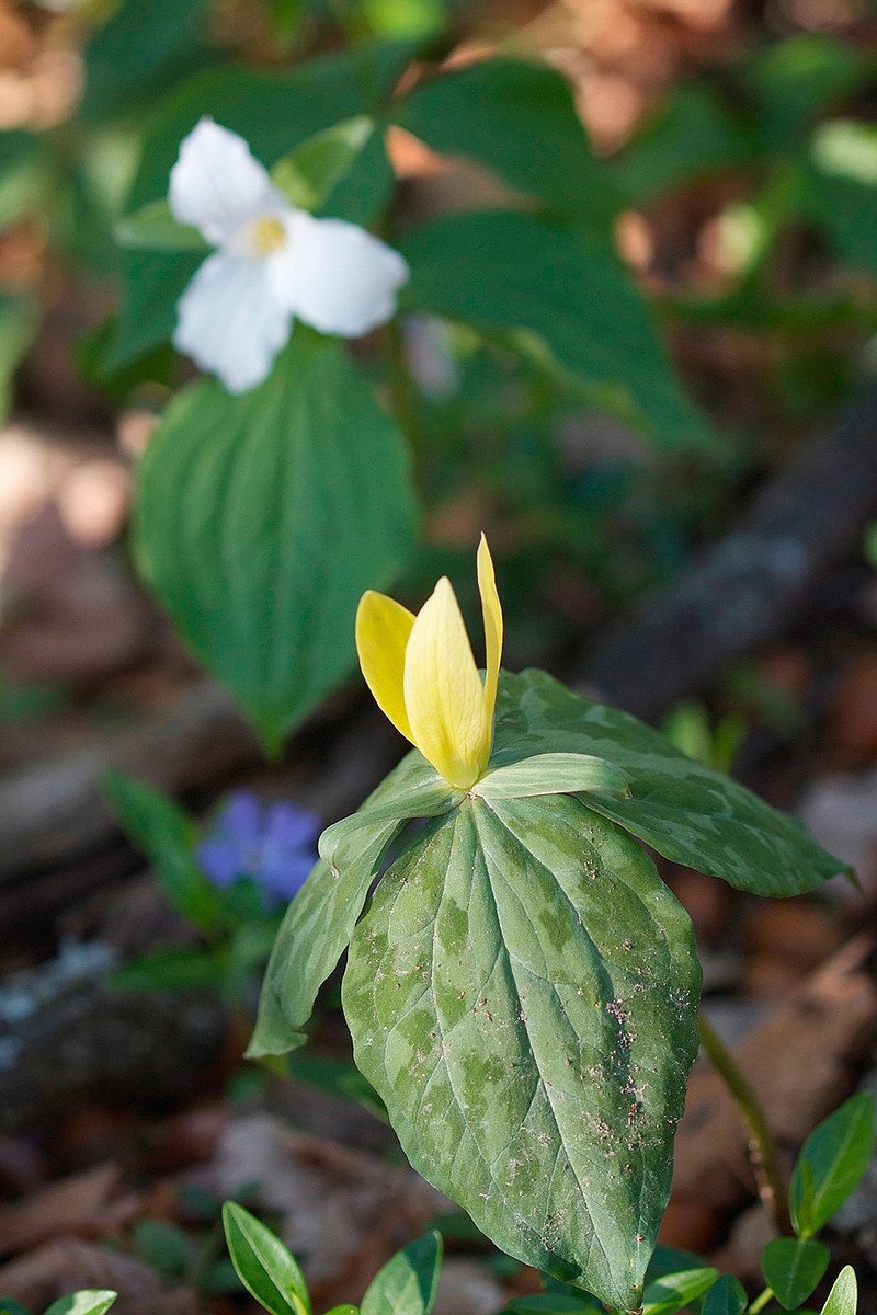 This April 21, 2011 photo shows a mixed pair of trillium growing on a wooded property near New Market, Va. The yellow trillium, foreground, gives off a lemony scent while the white trillium in the rear generally is found growing wild in drifts ranging from a few dozen to several hundred from Ontario to Georgia. (Dean Fosdick via AP)