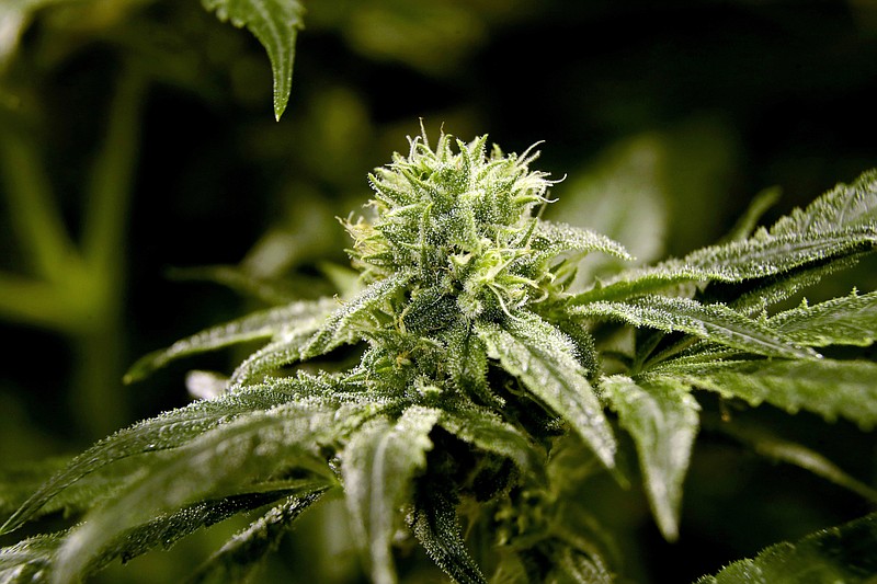 FILE - This March 22, 2019, file photo shows a bud on a marijuana plant at Compassionate Care Foundation's medical marijuana dispensary in Egg Harbor Township, New Jersey.