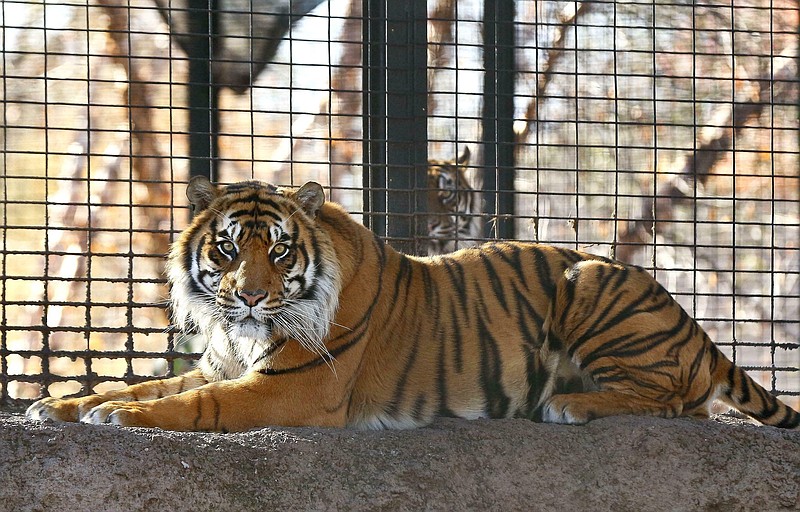 This Nov. 2018 file photo shows Sanjiv, a Sumatran tiger at the Topeka Zoo  in Topeka, Kansas.  City officials say Sanjiv, mauled a zookeeper early Saturday, April 20, 2019 in a secured indoor space at the zoo.  
Topeka Zoo director Brendan Wiley says the zookeeper was awake and alert when she was taken by ambulance to a hospital. Wiley said he did not know the extent of her injuries. The zookeeper's name has not been released.  (The Topeka Capital-Journal via AP)