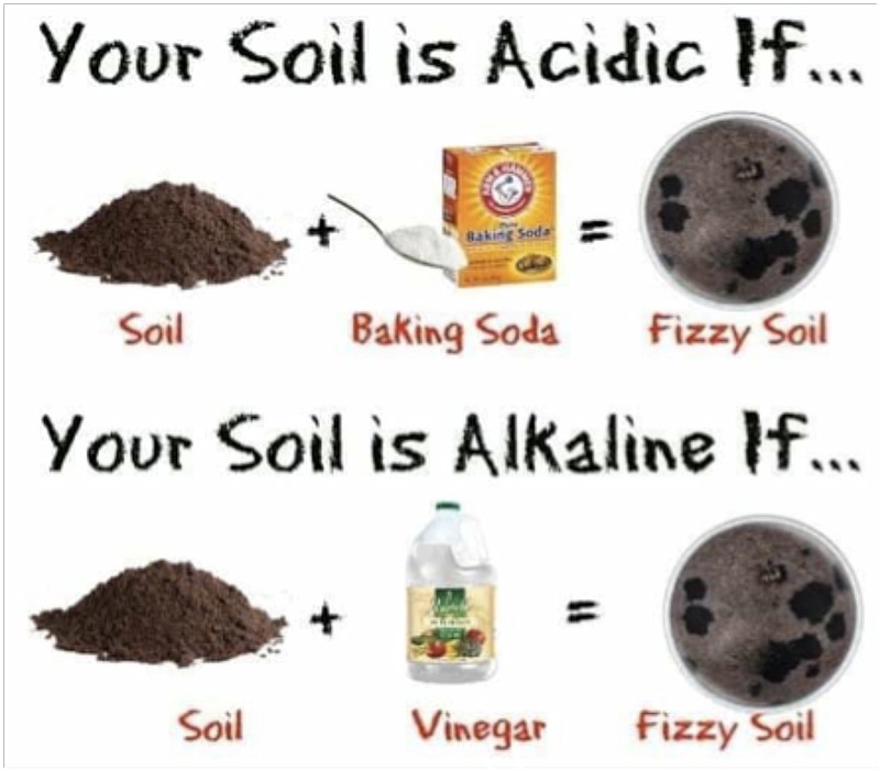 <p>Courtesy of Illustration submitted to Cole County Extension Center </p><p>While this illustration might seem like it could be an easy and fun home chemistry experiment, it would not be useful to a typical Missouri garden. It would take a strongly acidic or alkaline soil to cause this reaction. These would be soils well out of the range we normally grow plants (a pH of 5.5 to 8.5).</p>