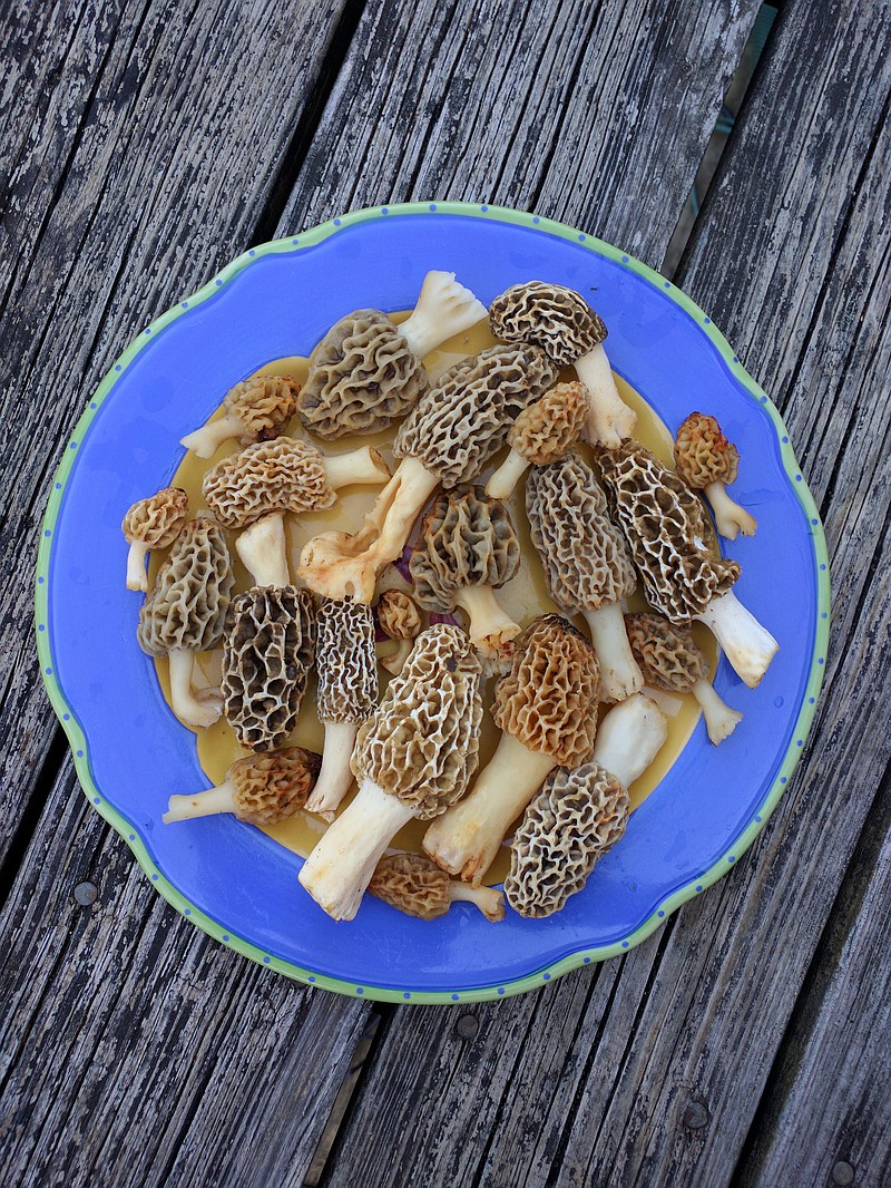 <p>Helen Wilbers/For the News Tribune</p><p>Morels are popping up all over Missouri, thanks to warm weather and well-timed rain. This batch was collected in Greene County on Saturday, April 20, 2019.</p>