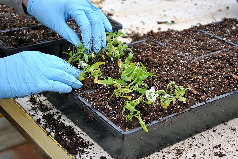 <p>Julie Smith/News Tribune</p><p>Several types of tomato plants will be for sale at the upcoming plant sale. Each plant contains a stick with a number, which cross references to a list, and information about the plant.</p>